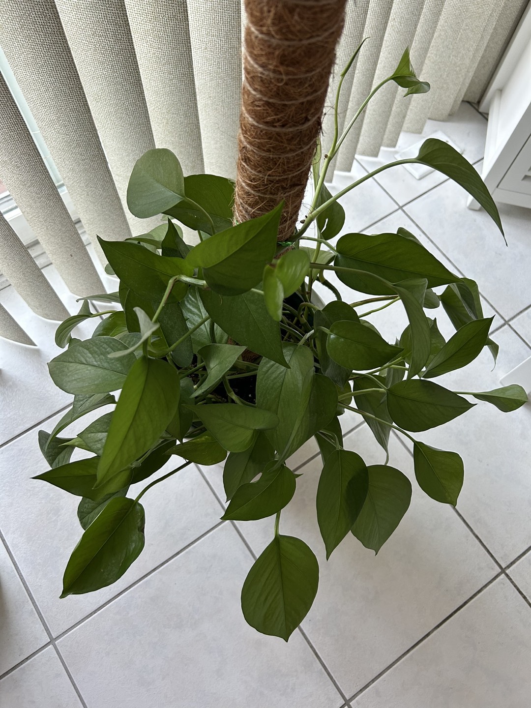 Golden Pothos thumbnail
