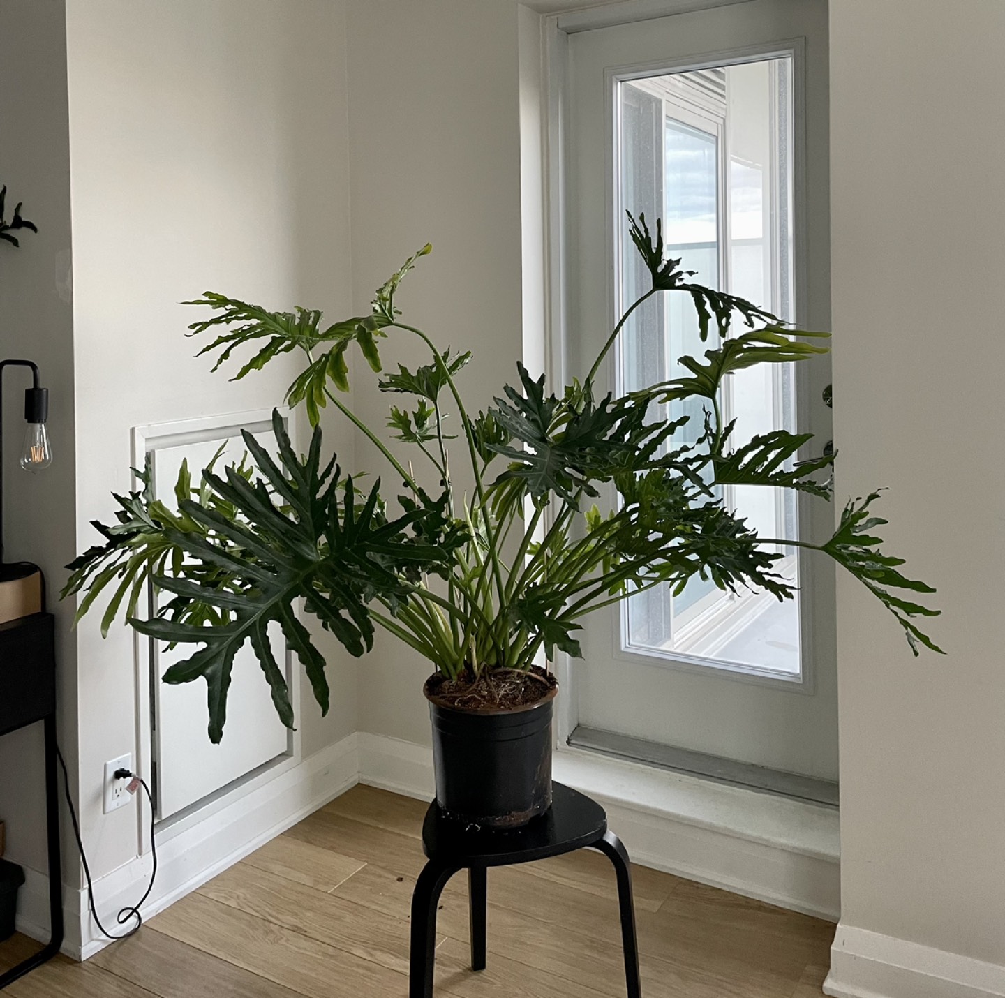 Philodendron Hope Selloum - large thumbnail