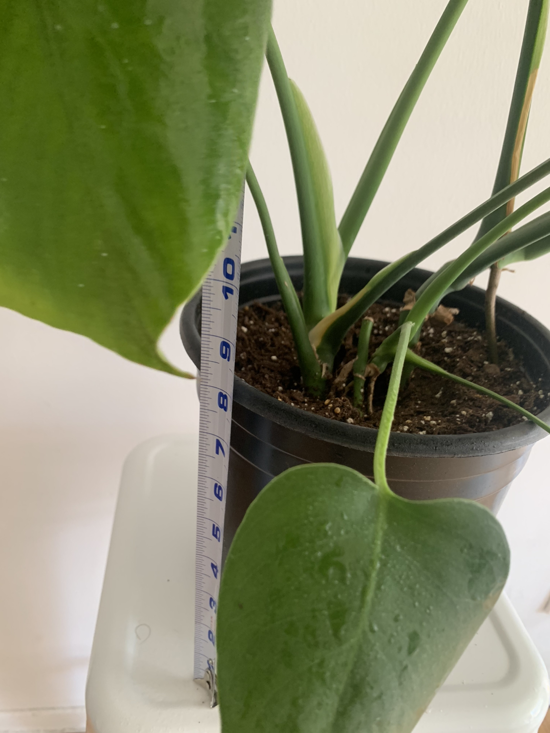 Monstera plant 1 - photo 5