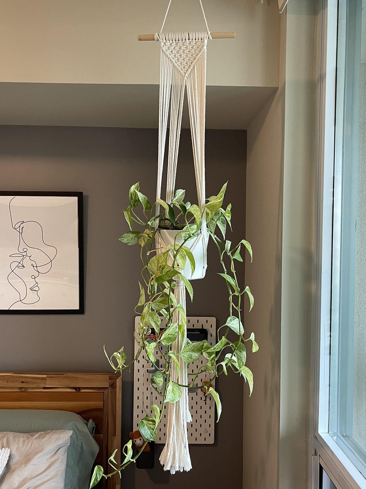 Pothos plant with macrame holder thumbnail