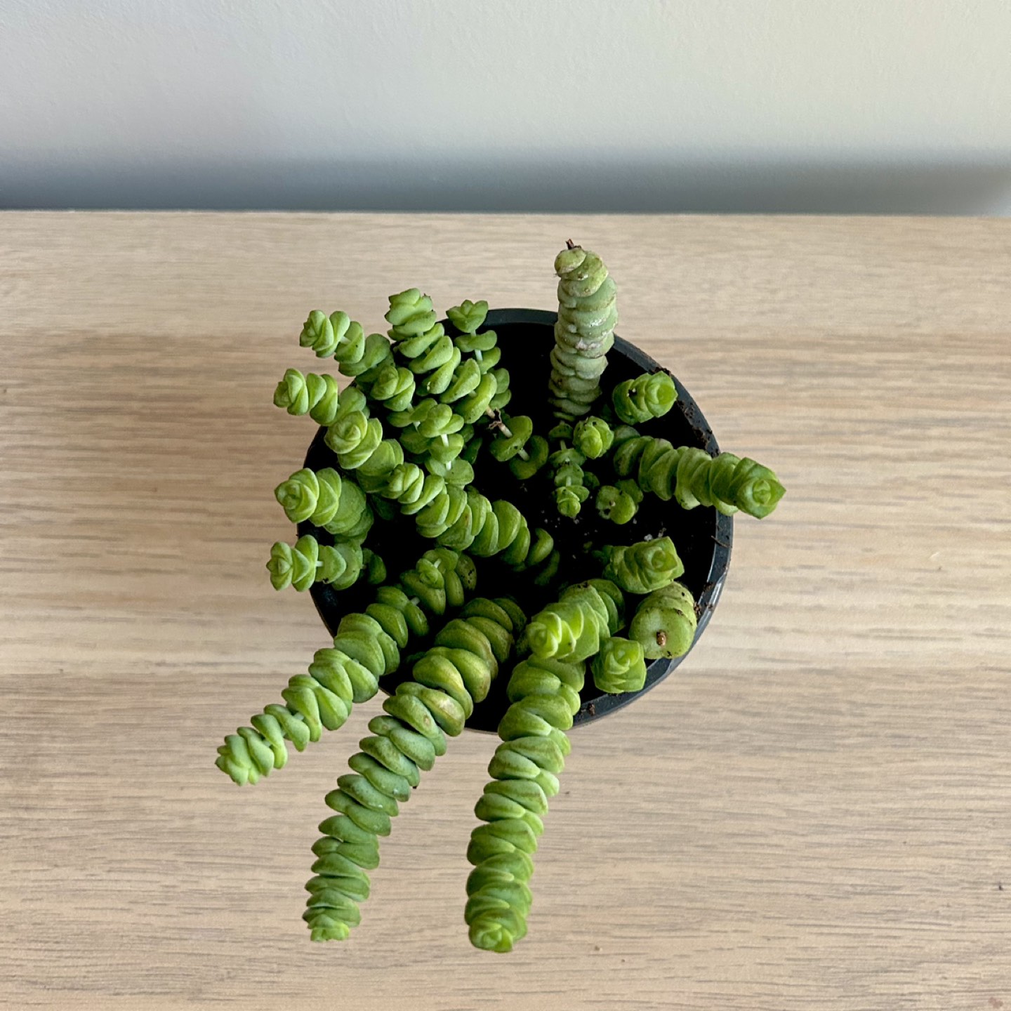 String of Buttons Succulent Plant - photo 2