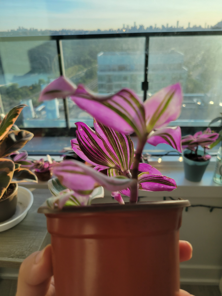 Tradescantia Nanouk 🌱 image indicator(3)