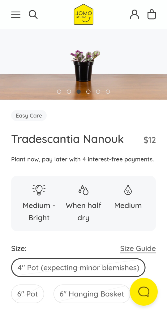 Tradescantia Nanouk 🌱 image indicator(4)