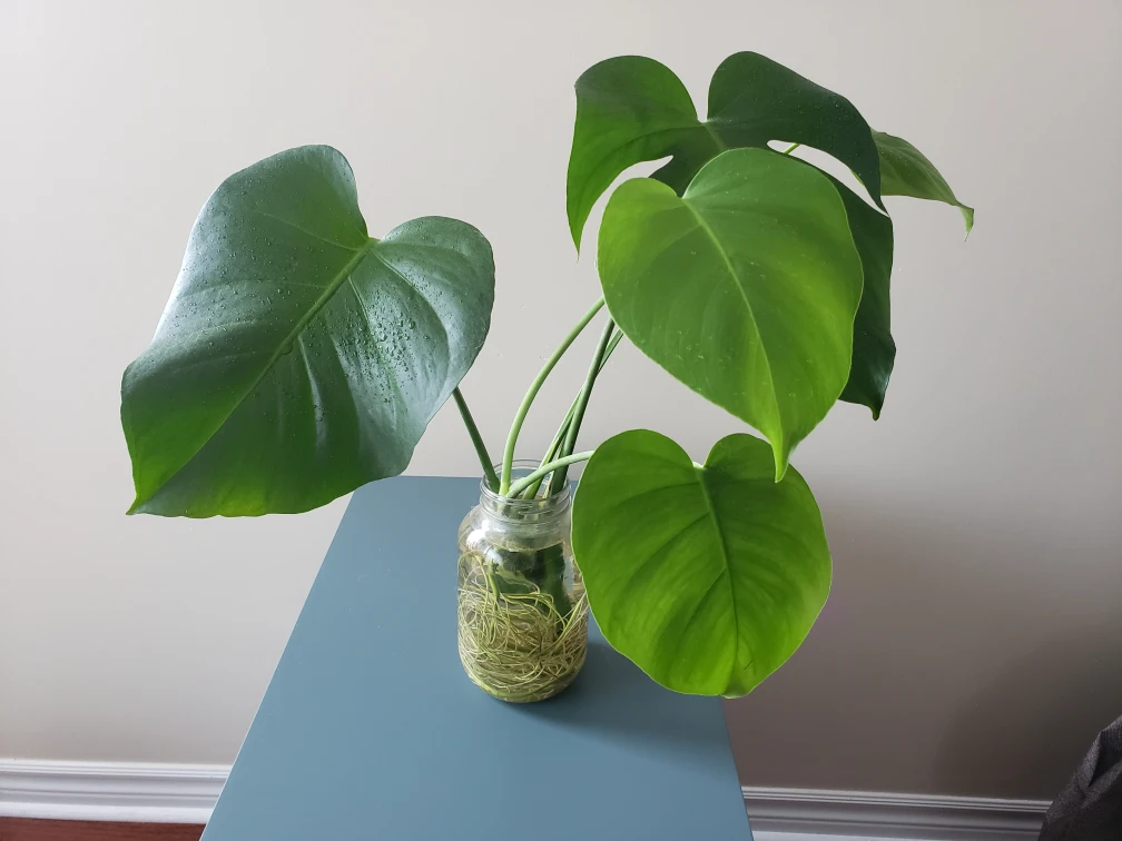 Monstera Deliciosa
