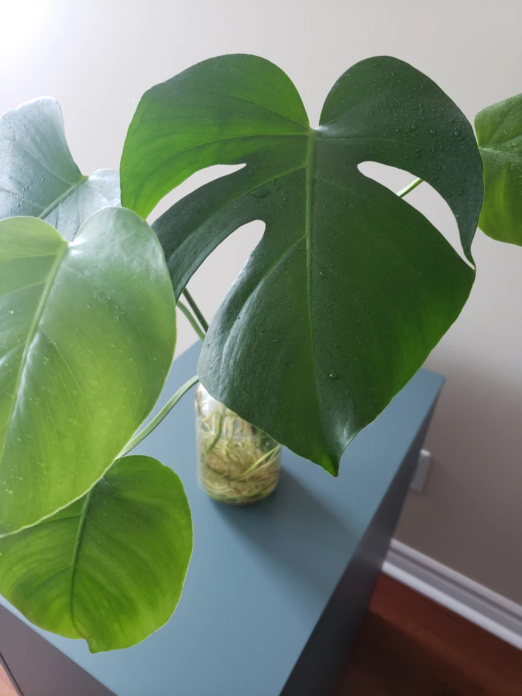 Monstera Deliciosa - photo 2