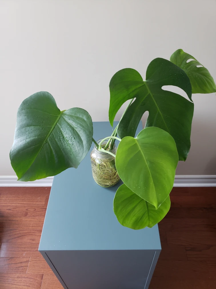 Monstera Deliciosa - photo 4