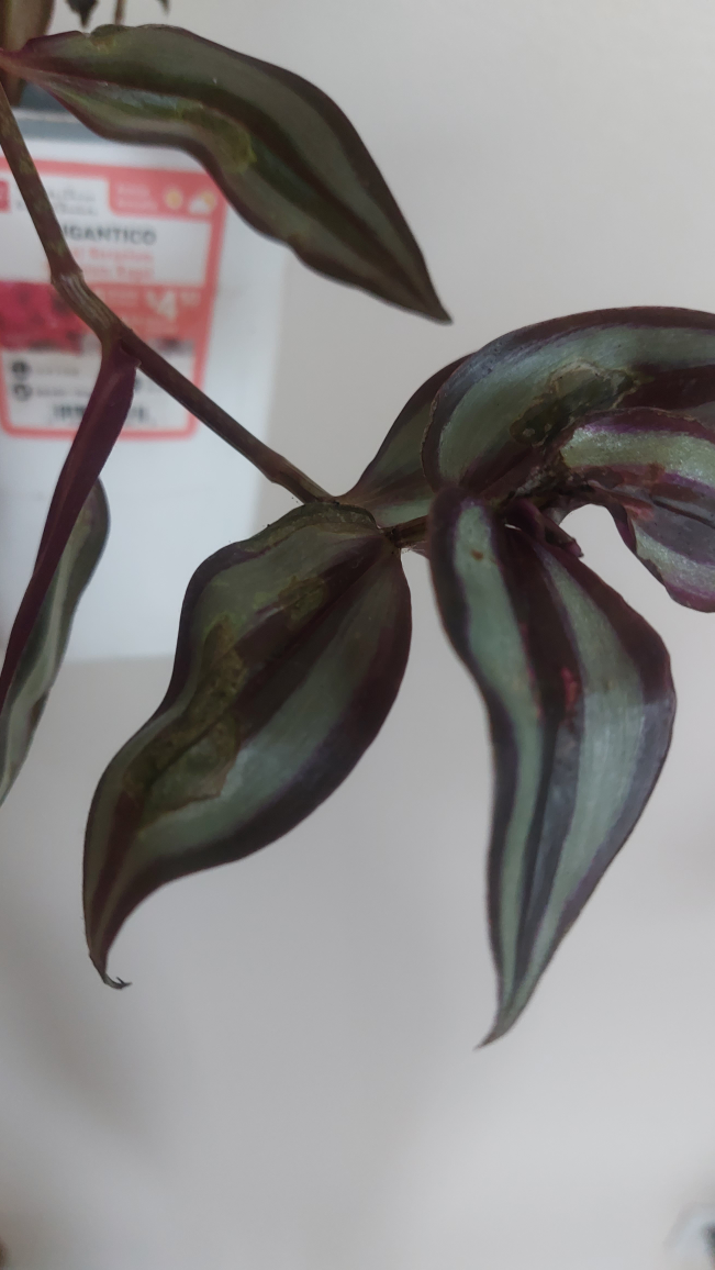 Indoor plant - rescue needed