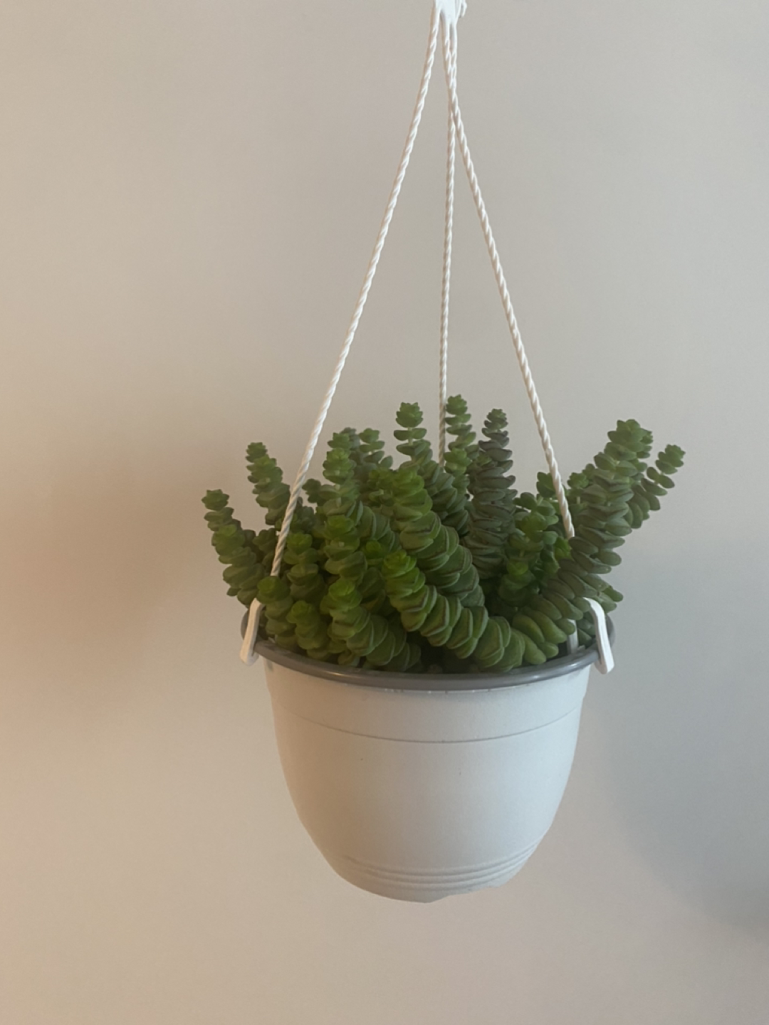 FREE PLANT