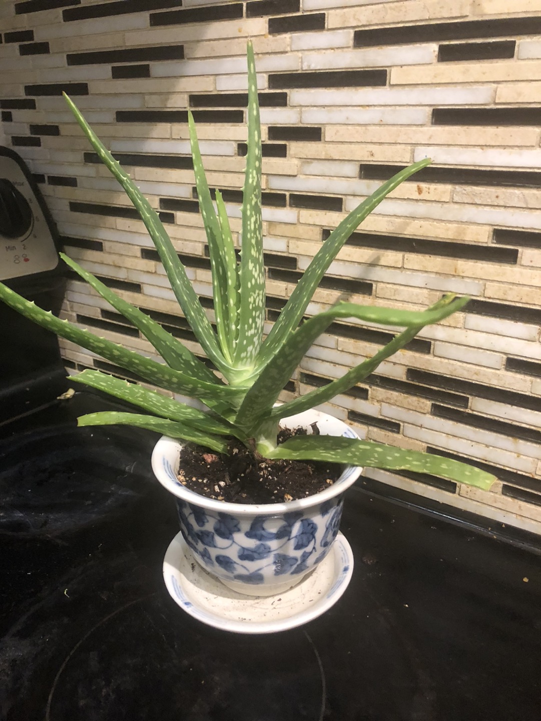 Big Aloe Vera image indicator(2)