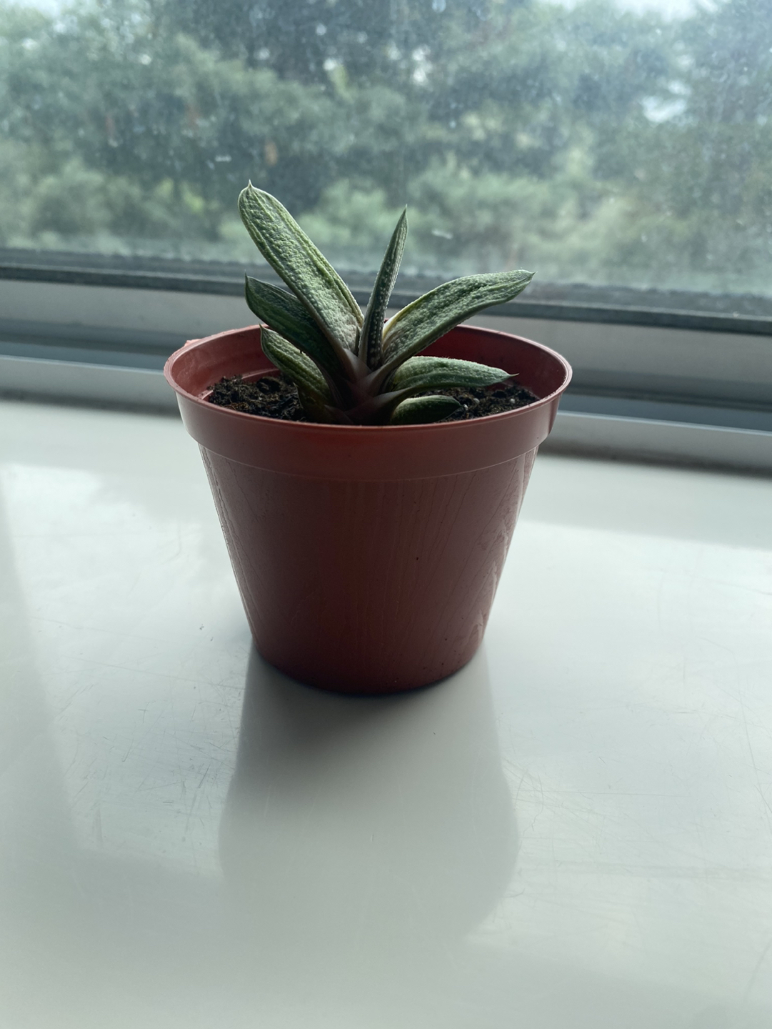 Ox Tongue plant thumbnail