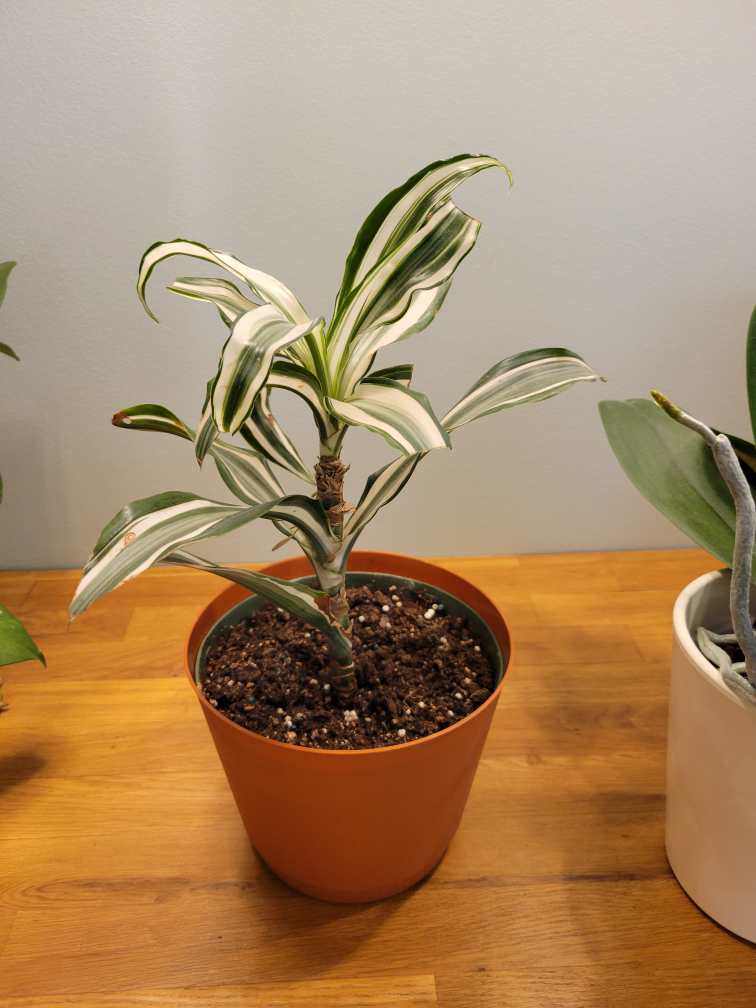 Plants, plant pots and accessories thumbnail