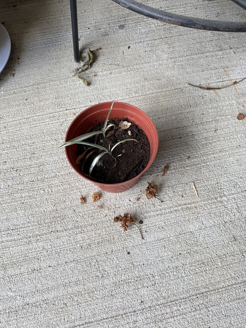 Spider plant