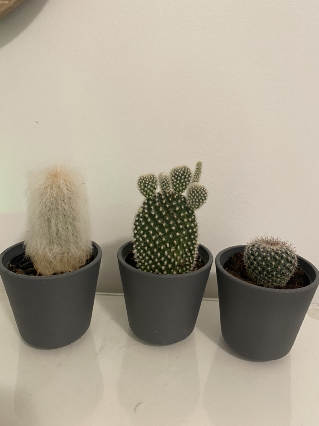 Free succulents
