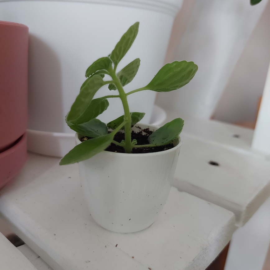 2" Vicks Plant image indicator(3)