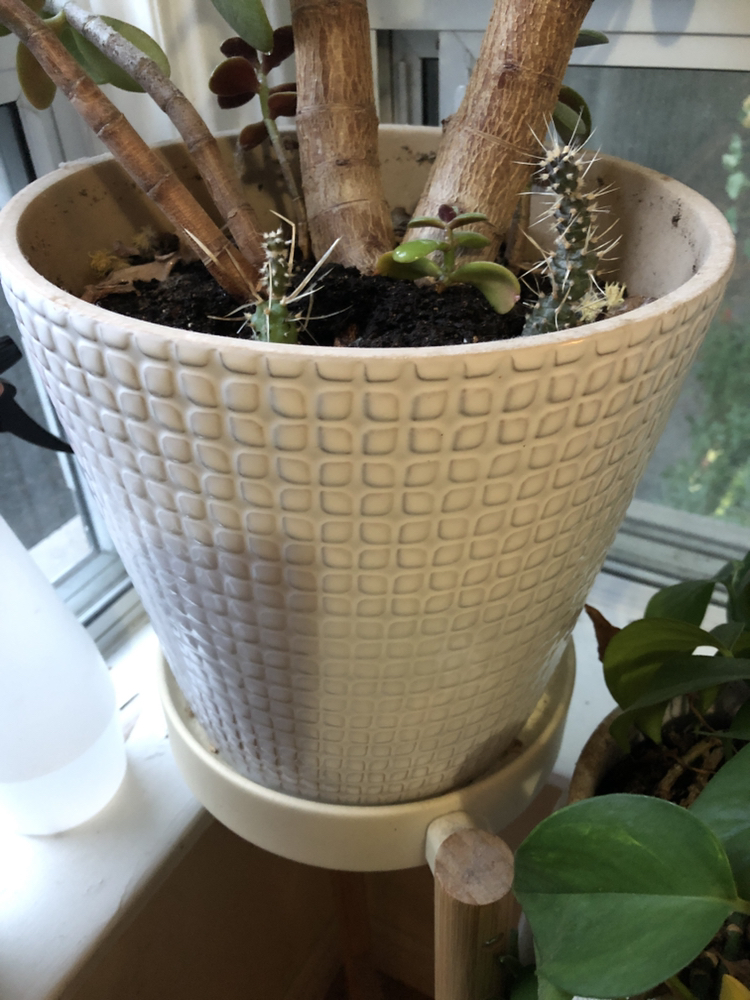 Large Jade Tree- plant w/ cactus babies - photo 3
