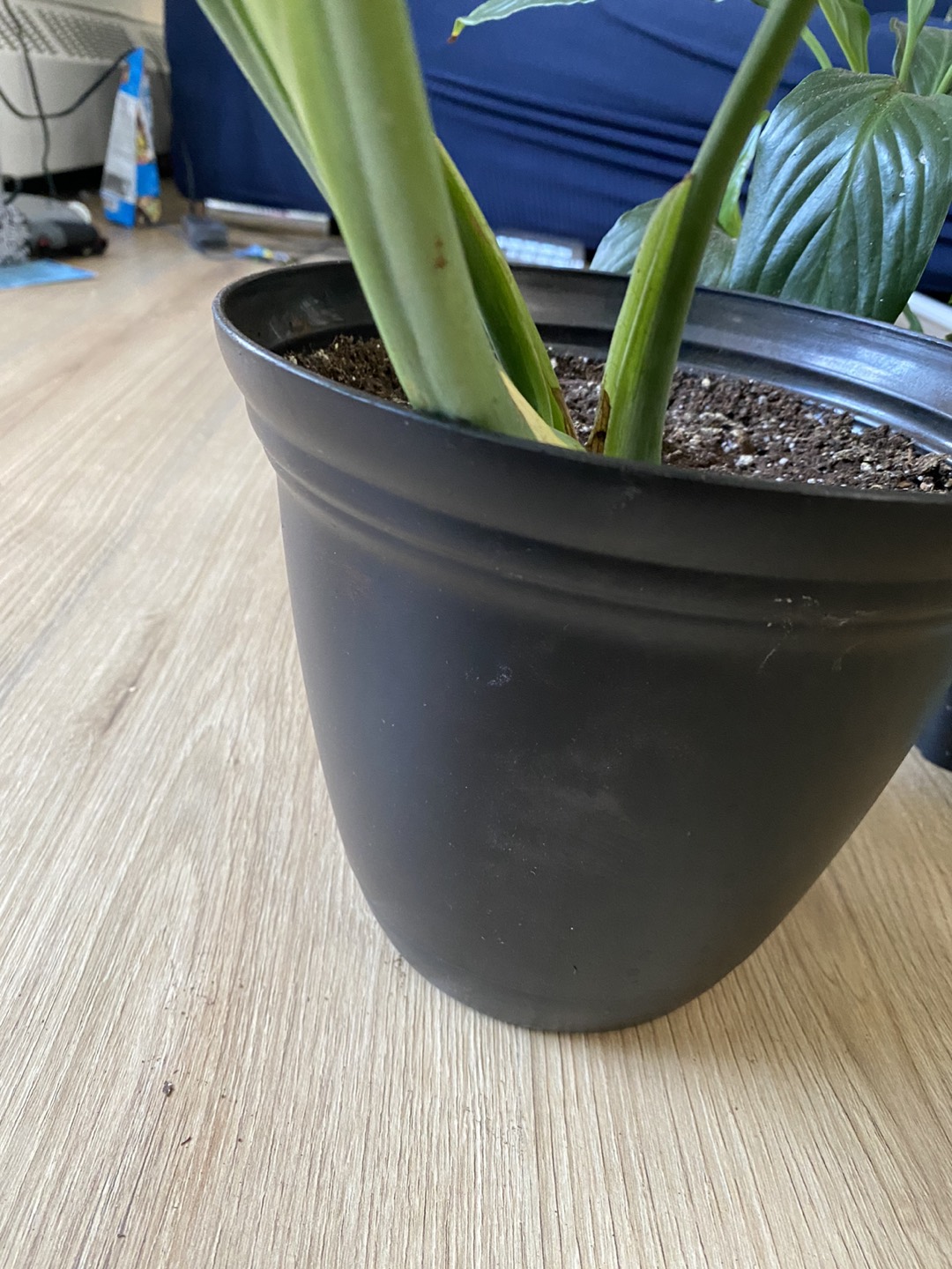 Monstera plant in 6.5 inch pot - photo 3
