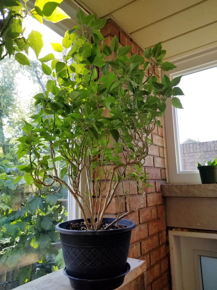 Pointsetta Plant thumbnail