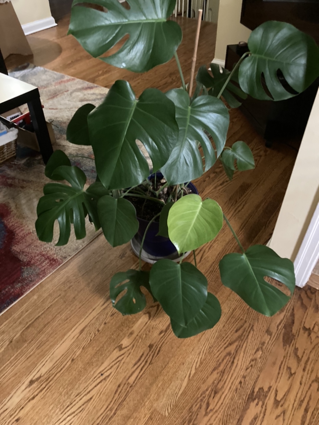 Plant image indicator(2)