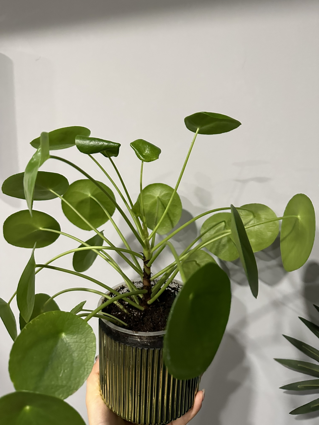 Plant - photo 2
