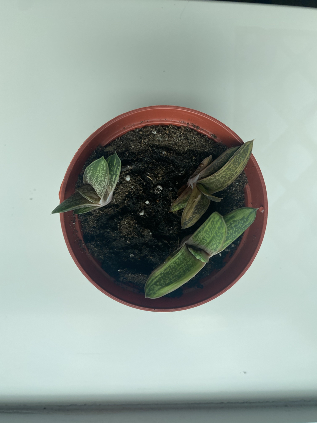 Ox Tongue plant thumbnail