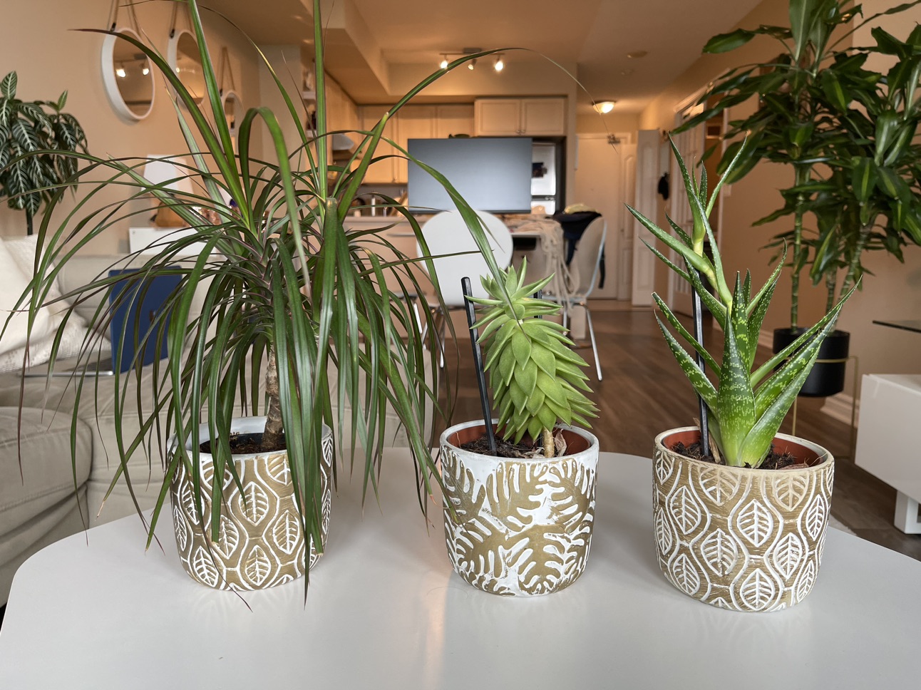 3 plants with pots - photo 3