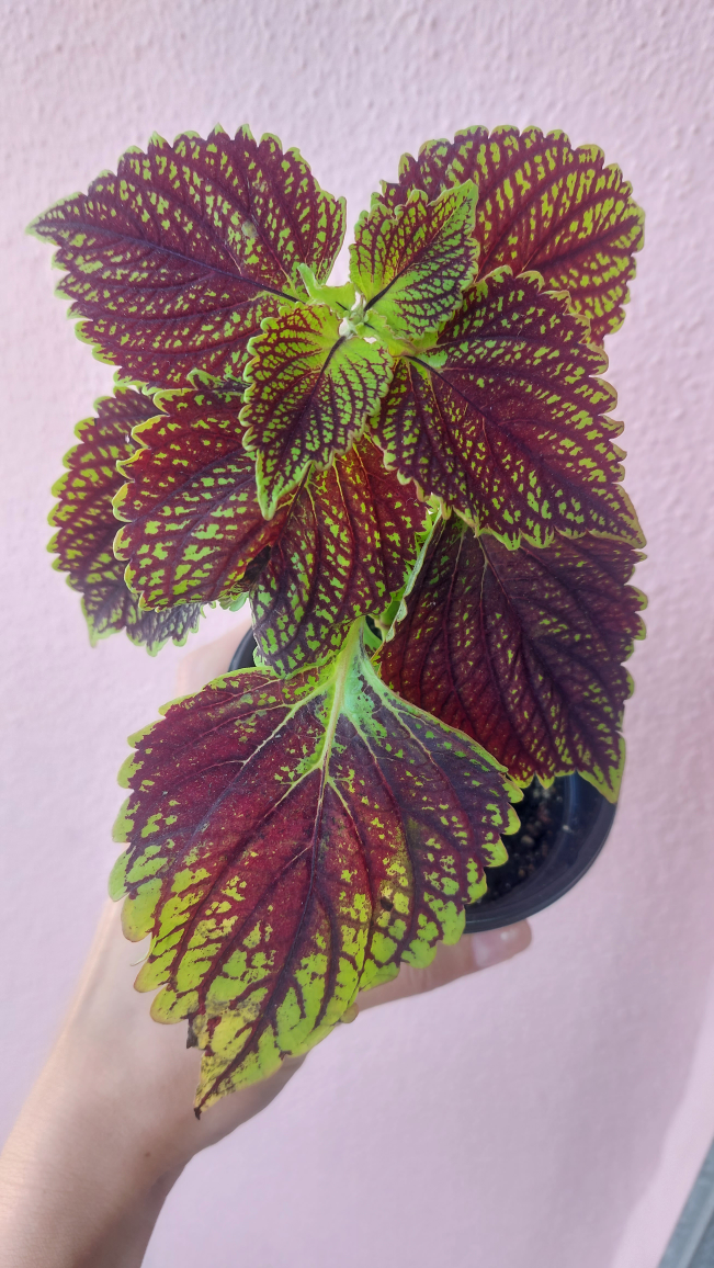 Coleus plant - indoor or outdoor