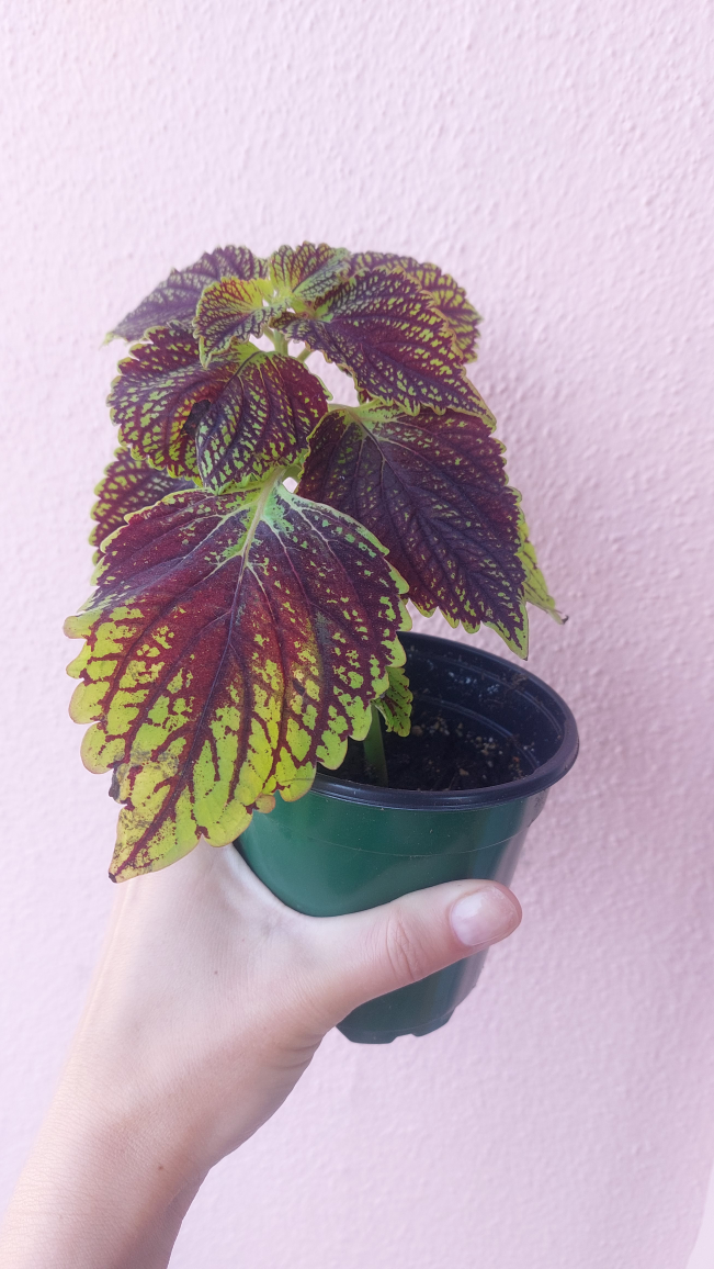 Coleus plant - indoor or outdoor - photo 2