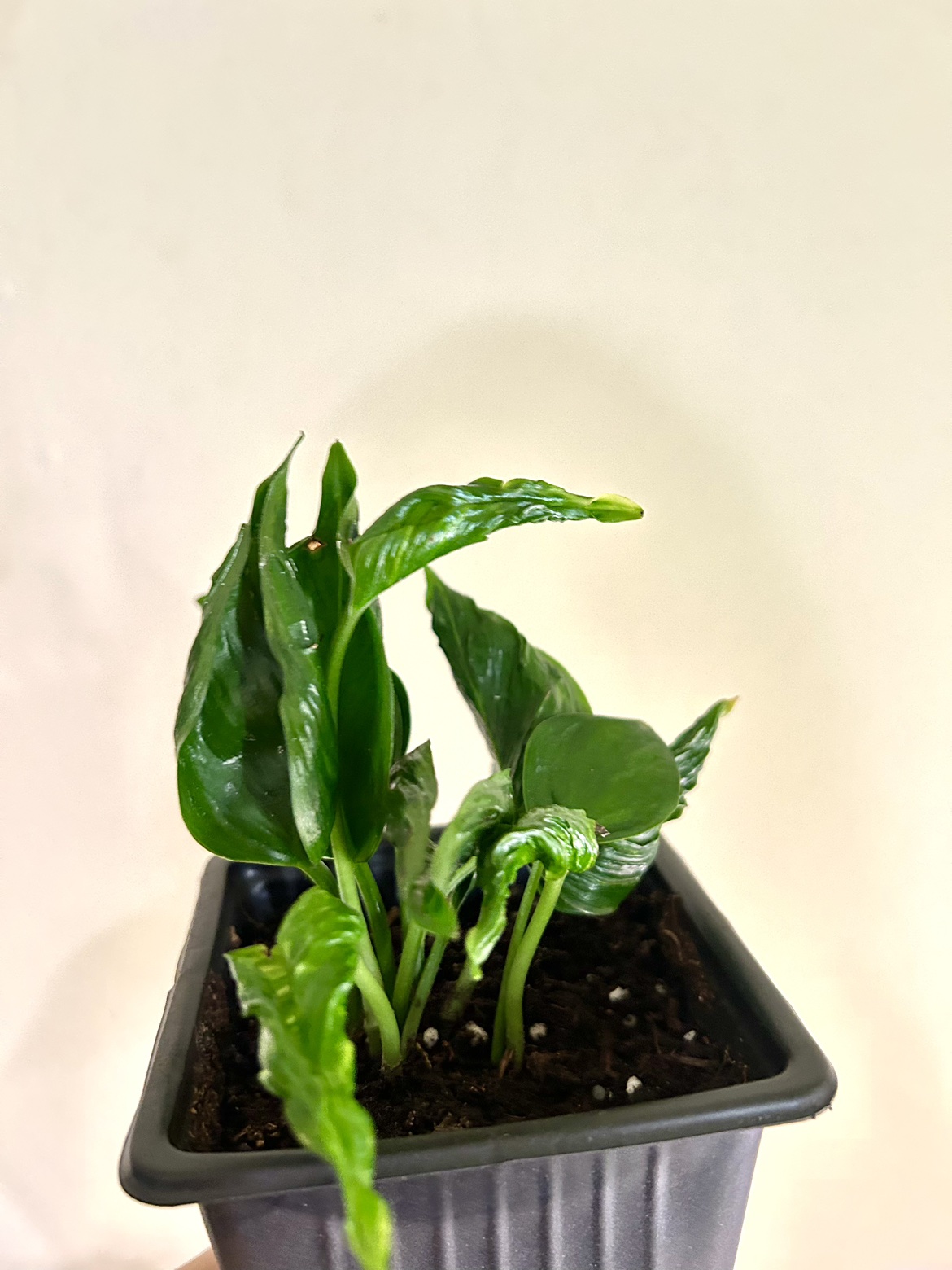 Rare Pothos Shangri La thumbnail
