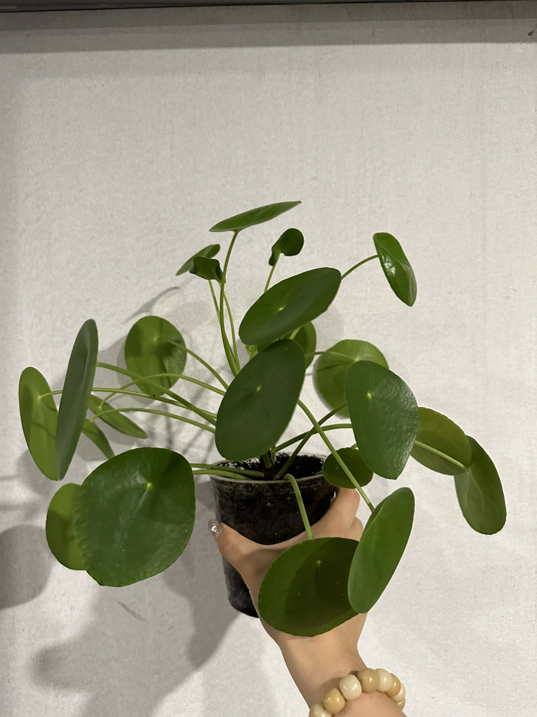 Plant
