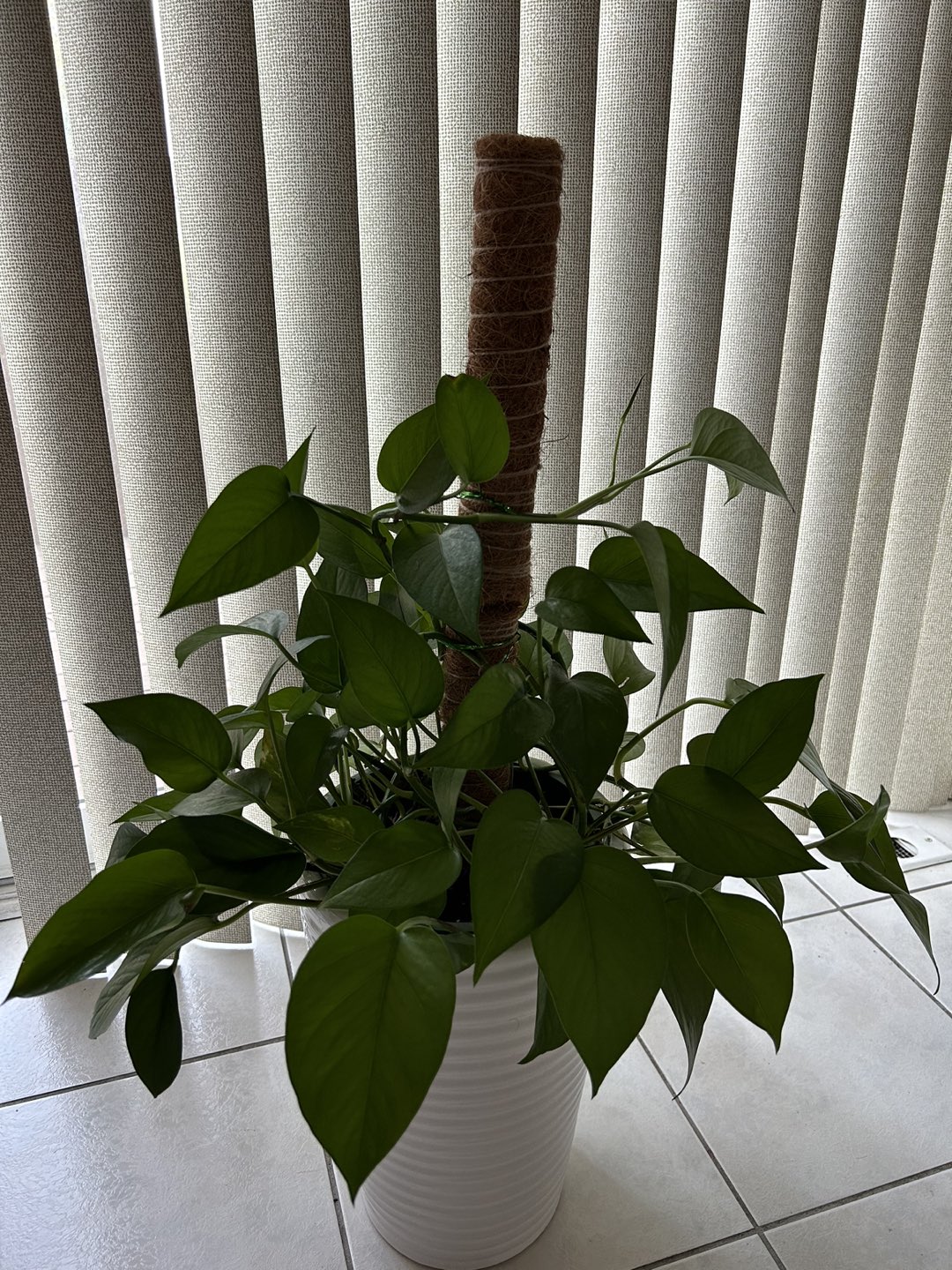 Golden Pothos - photo 2