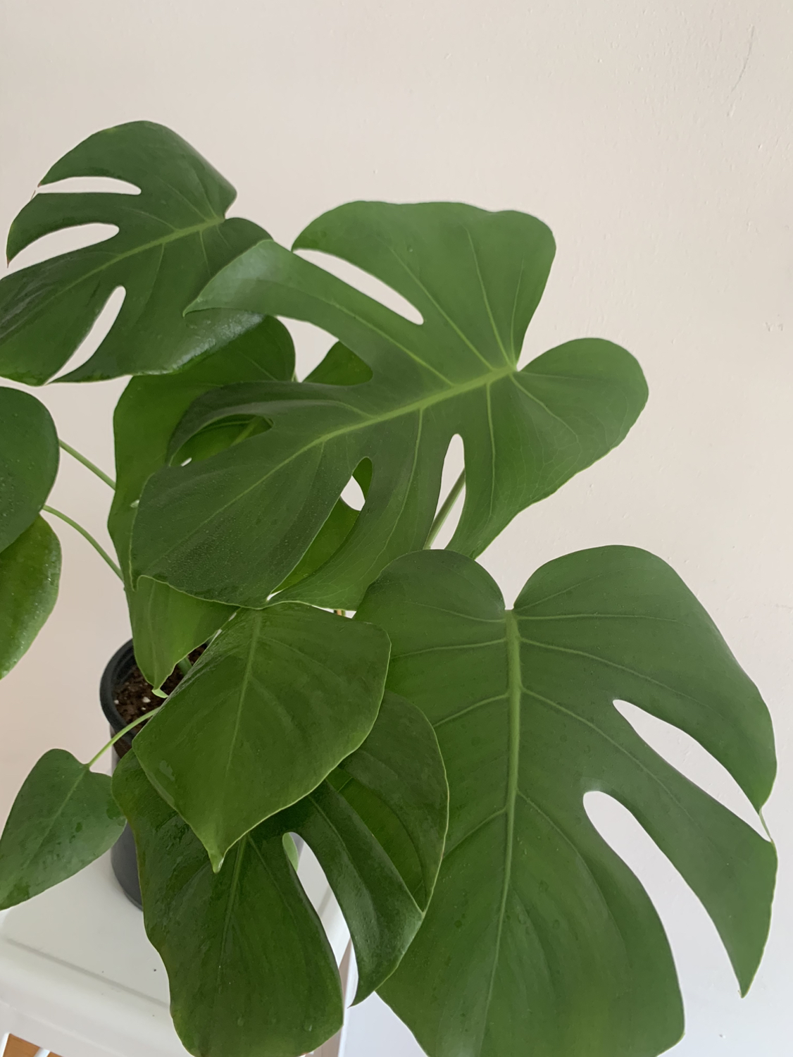 Monstera plant 1 - photo 2