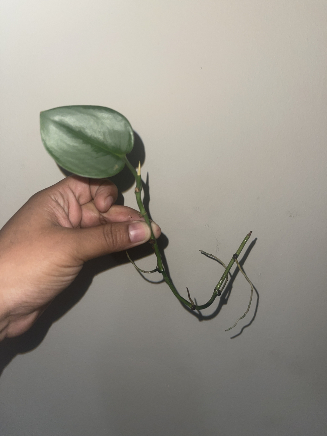 Scindapsus Treubii Moonlight thumbnail