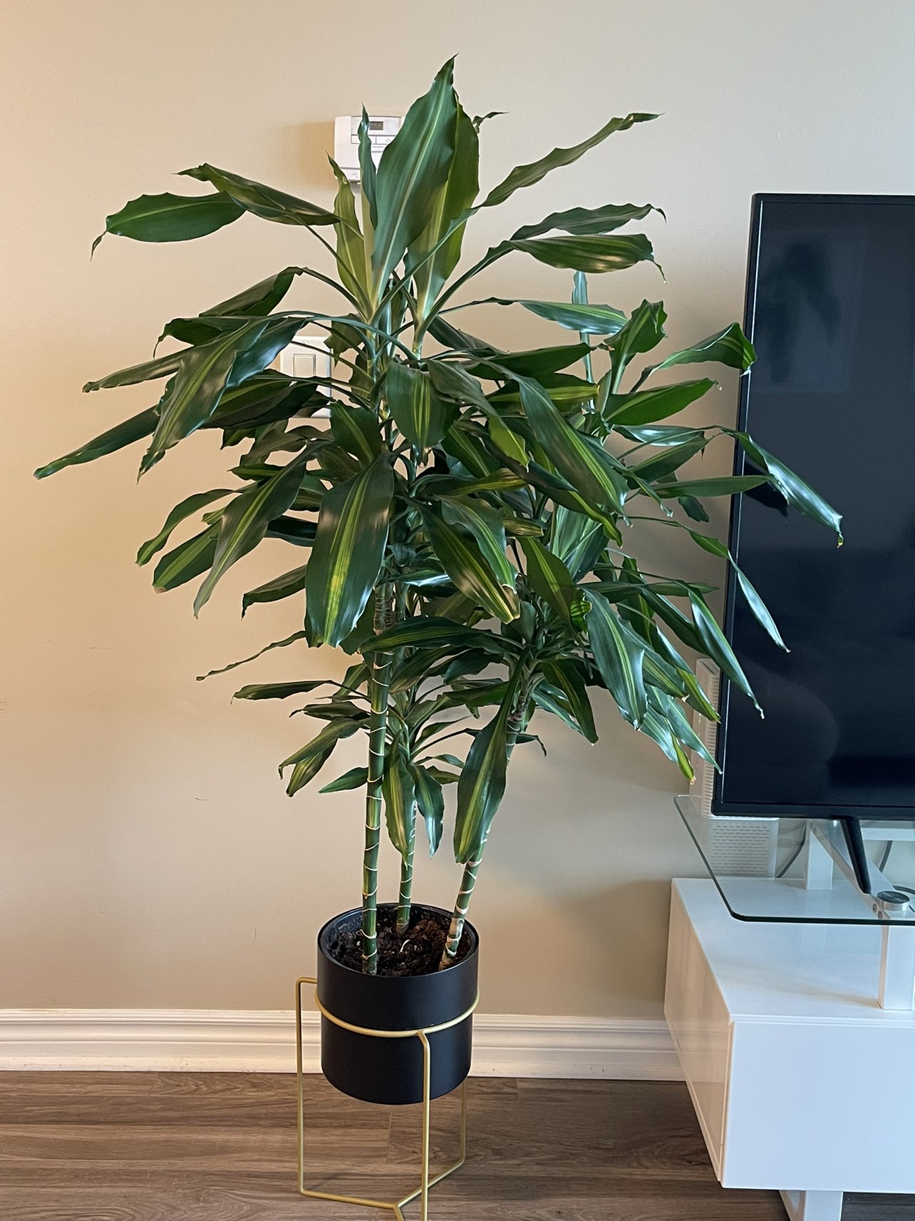 Large Dracaena plant with Decorative Pot