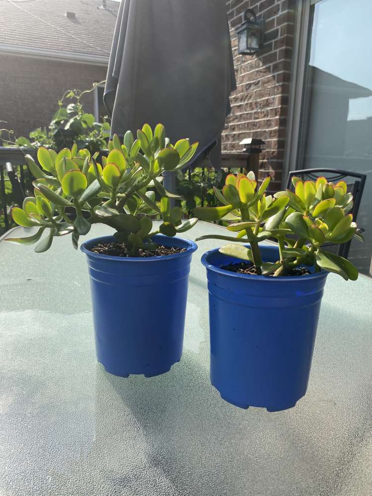 Two Jade Plants