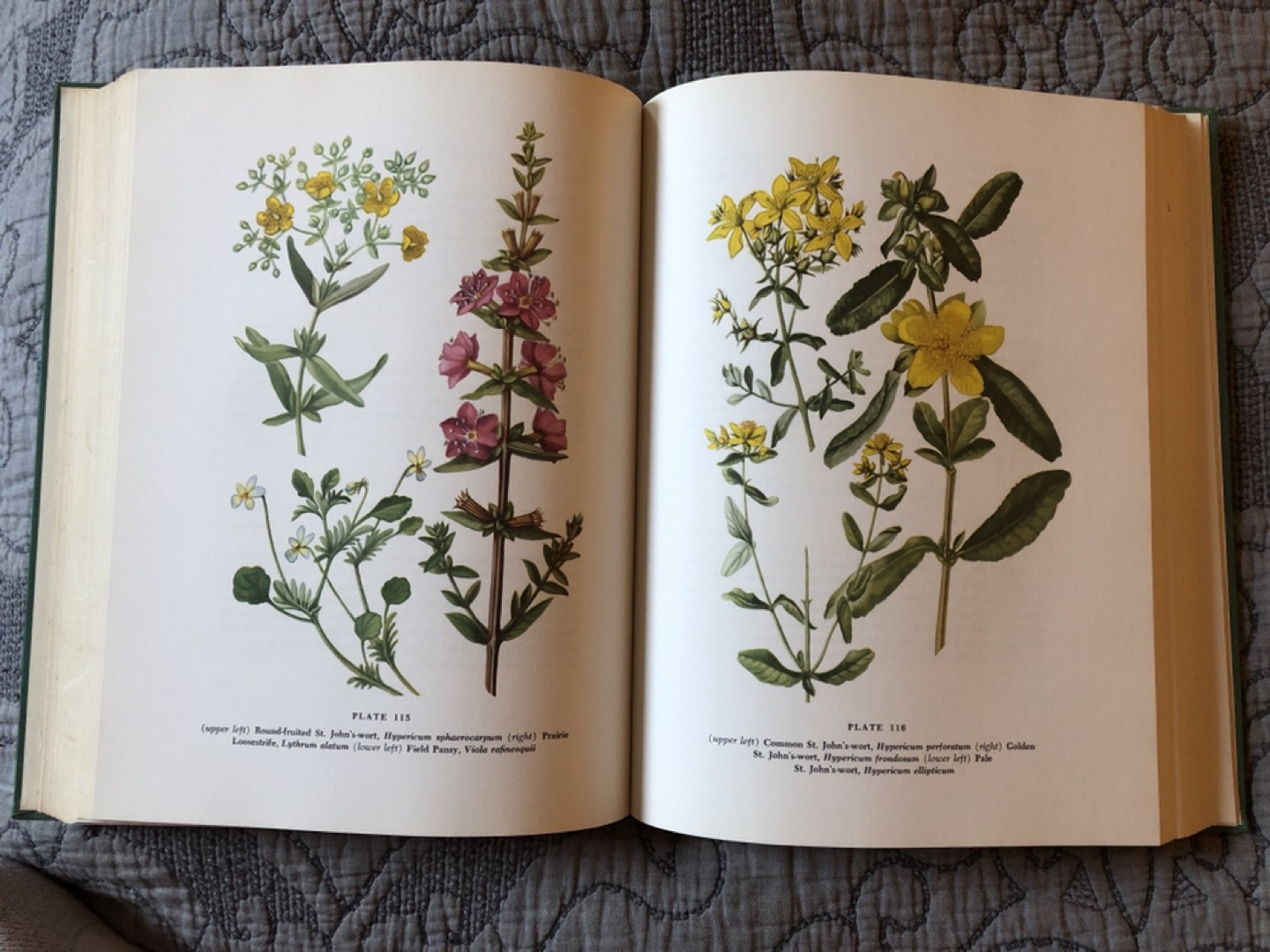 The Macmillan Wildflower Book by Hylander and Johnston - photo 2