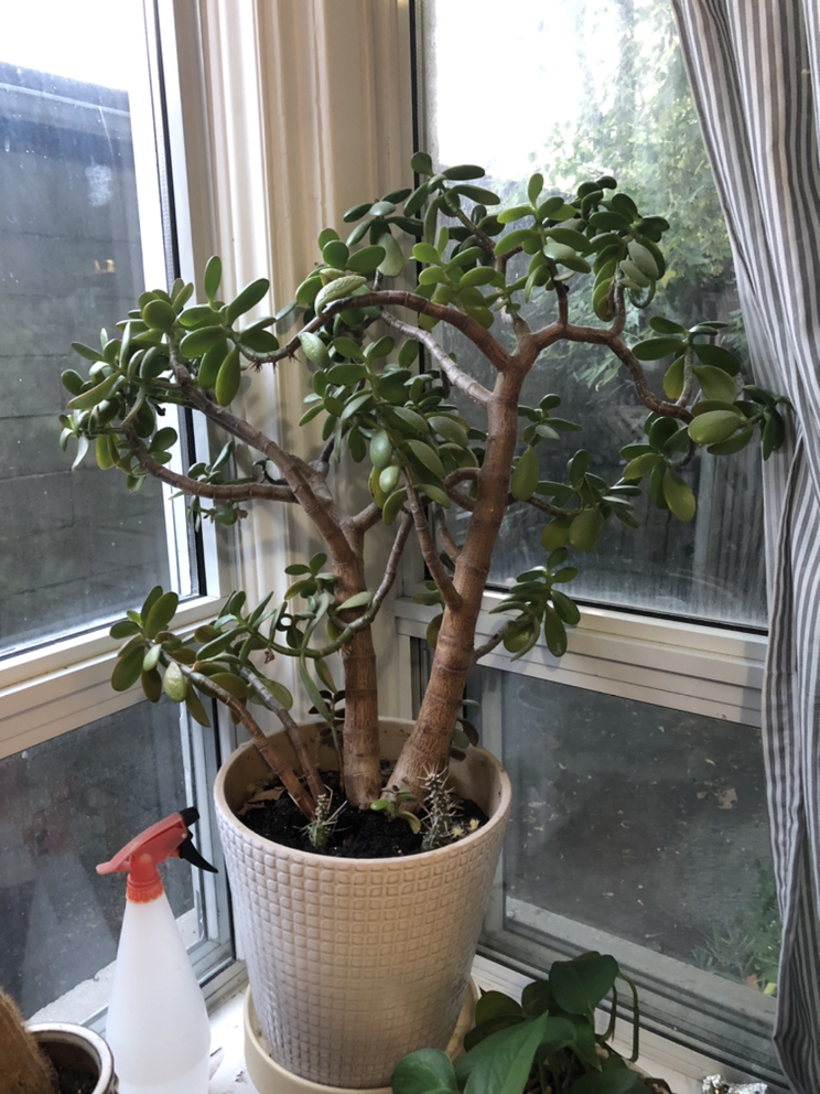 Large Jade Tree- plant w/ cactus babies - photo 2