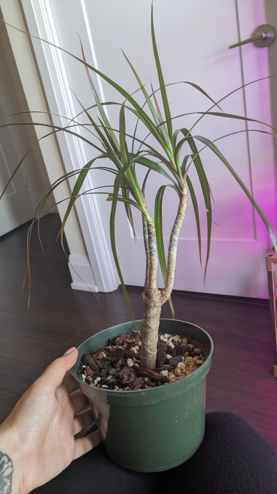 dracaena - photo 2