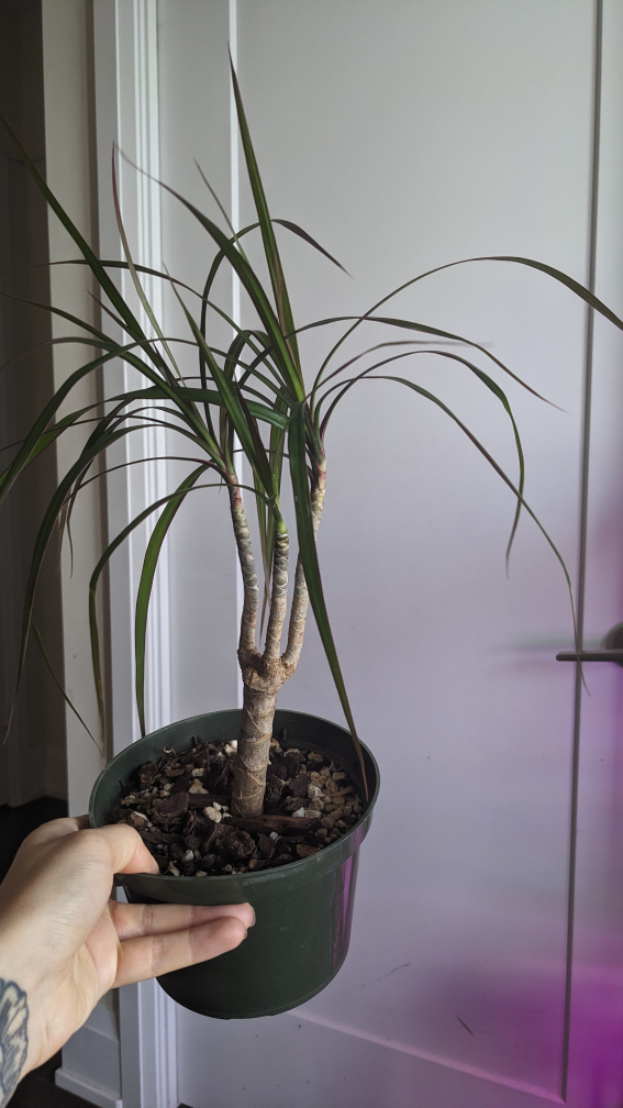 dracaena