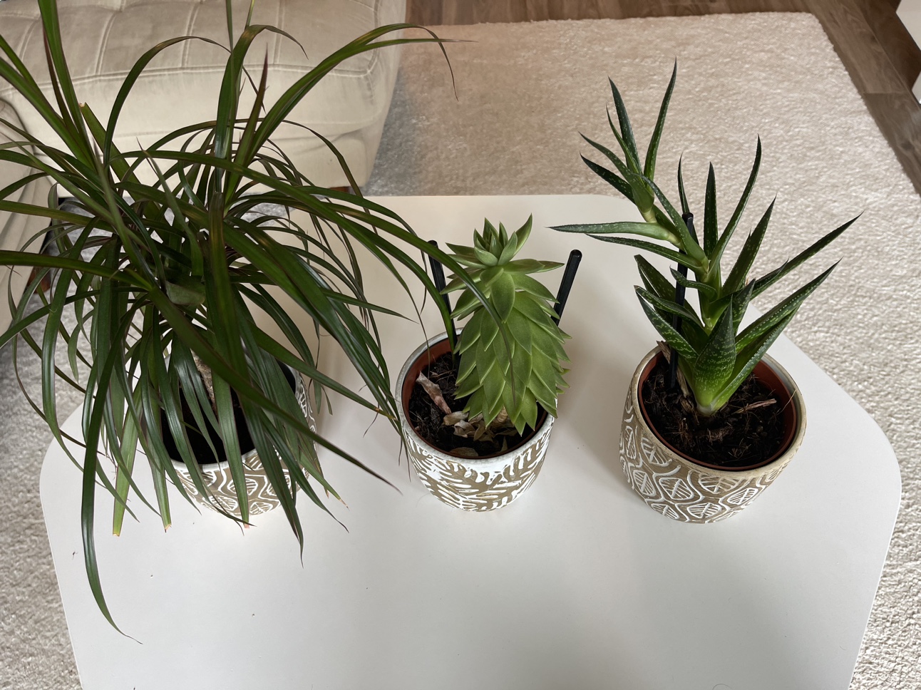 3 plants with pots - photo 2