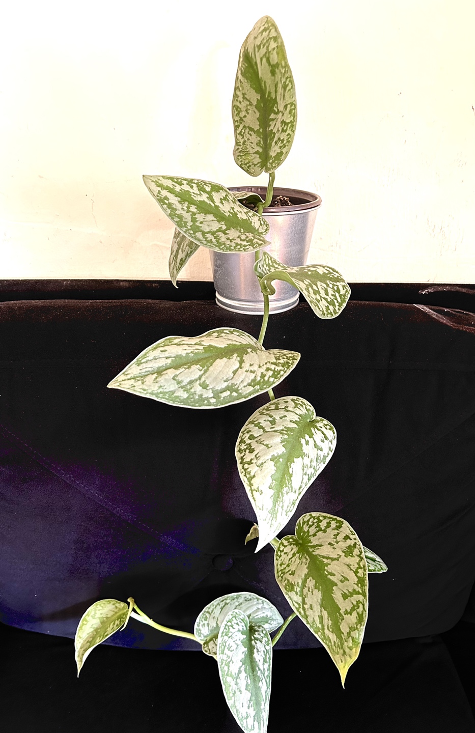 Long Scindapsus Pictus Exotica thumbnail