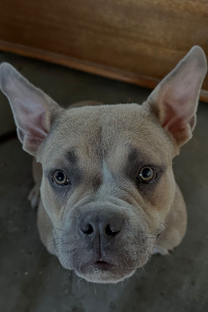 French Bully and American Bully image indicator(2)