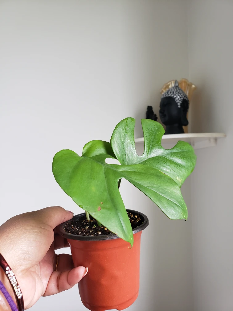 Mini Monstera (Rhaphidophora Testasperma)  thumbnail
