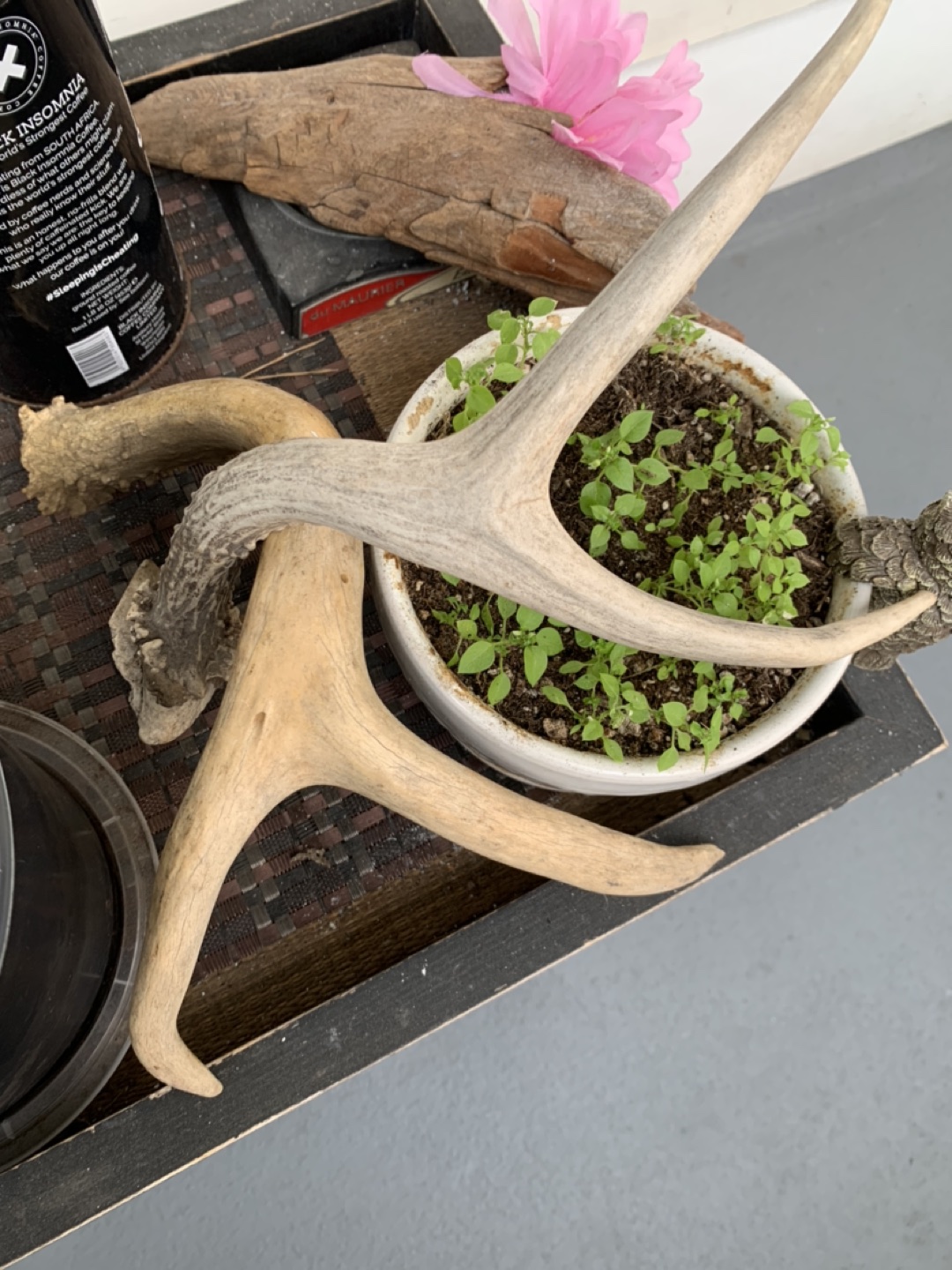 Small Dear antlers thumbnail