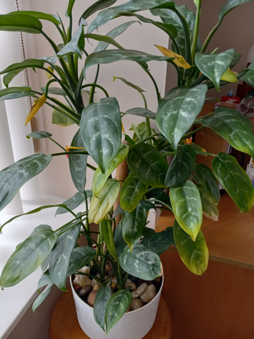 Beautiful indoor plant image indicator(2)