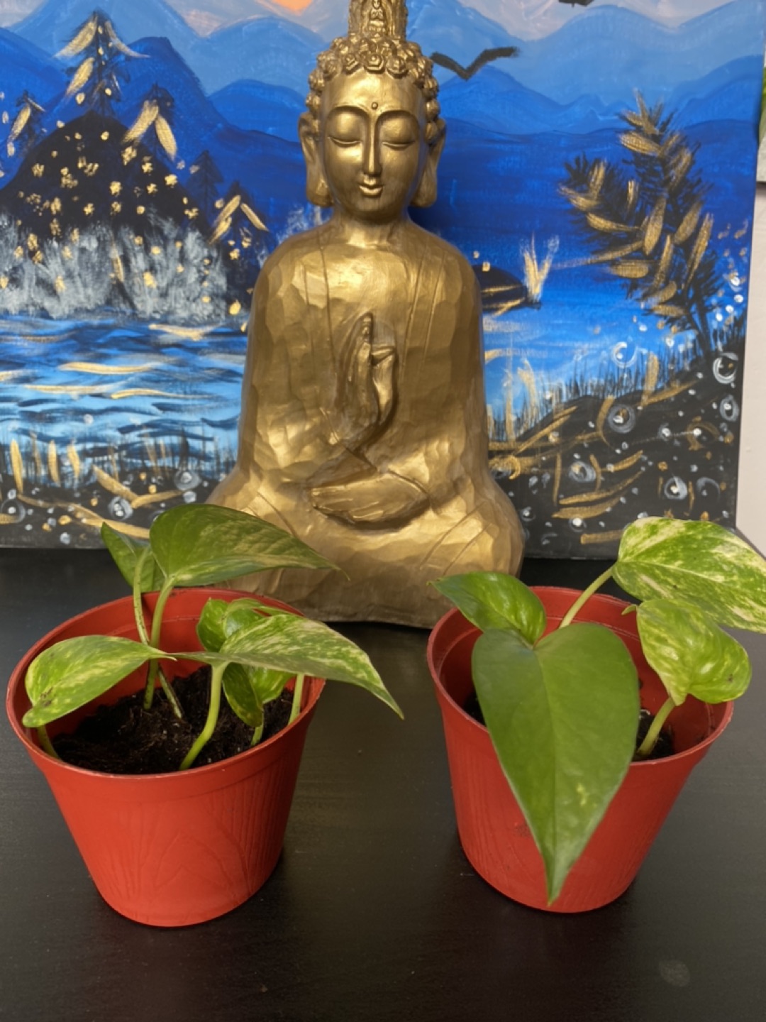 Pothos plants