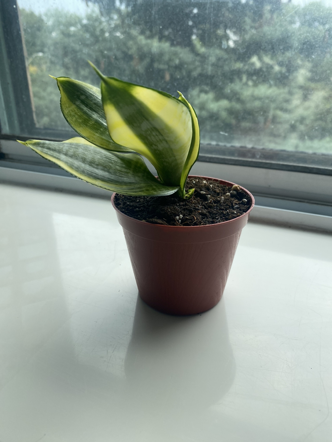 Snake Plant thumbnail