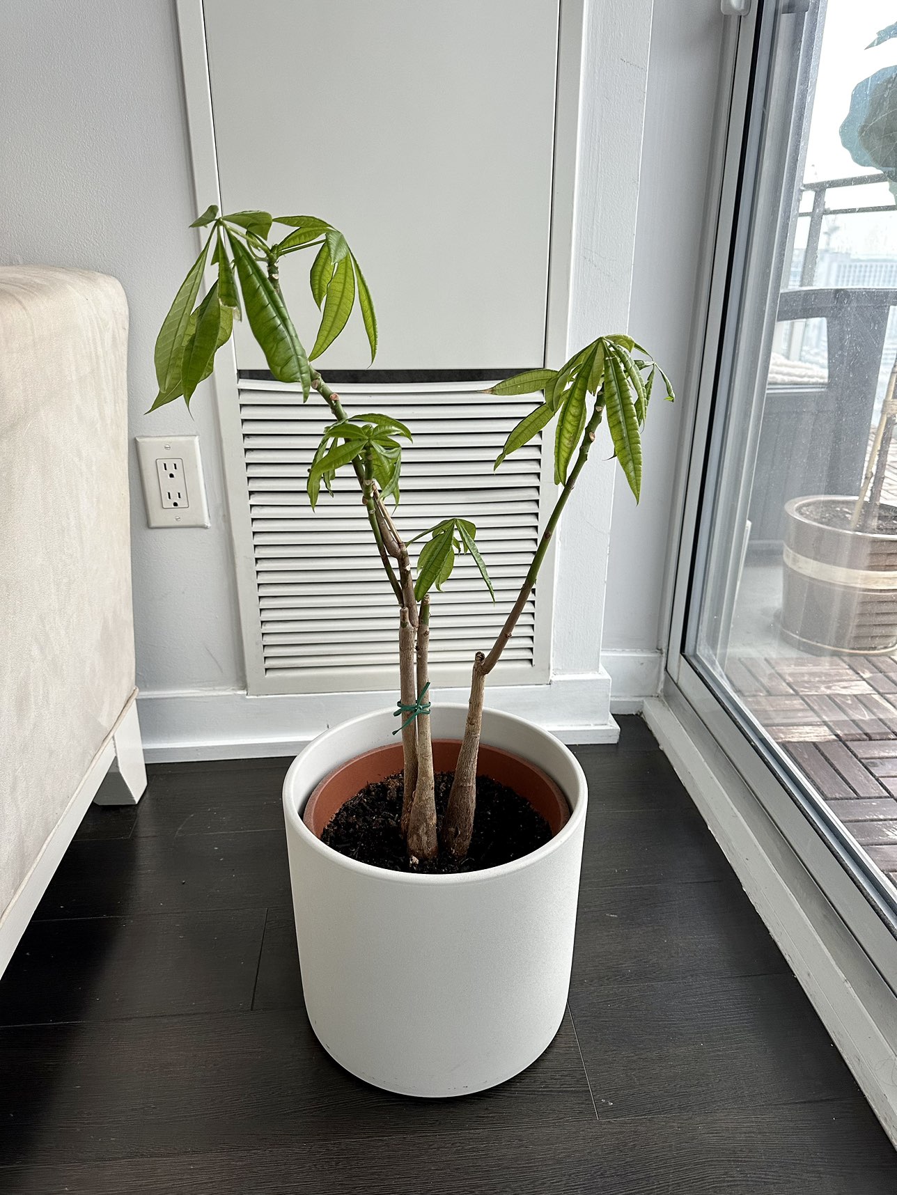 Money Tree thumbnail