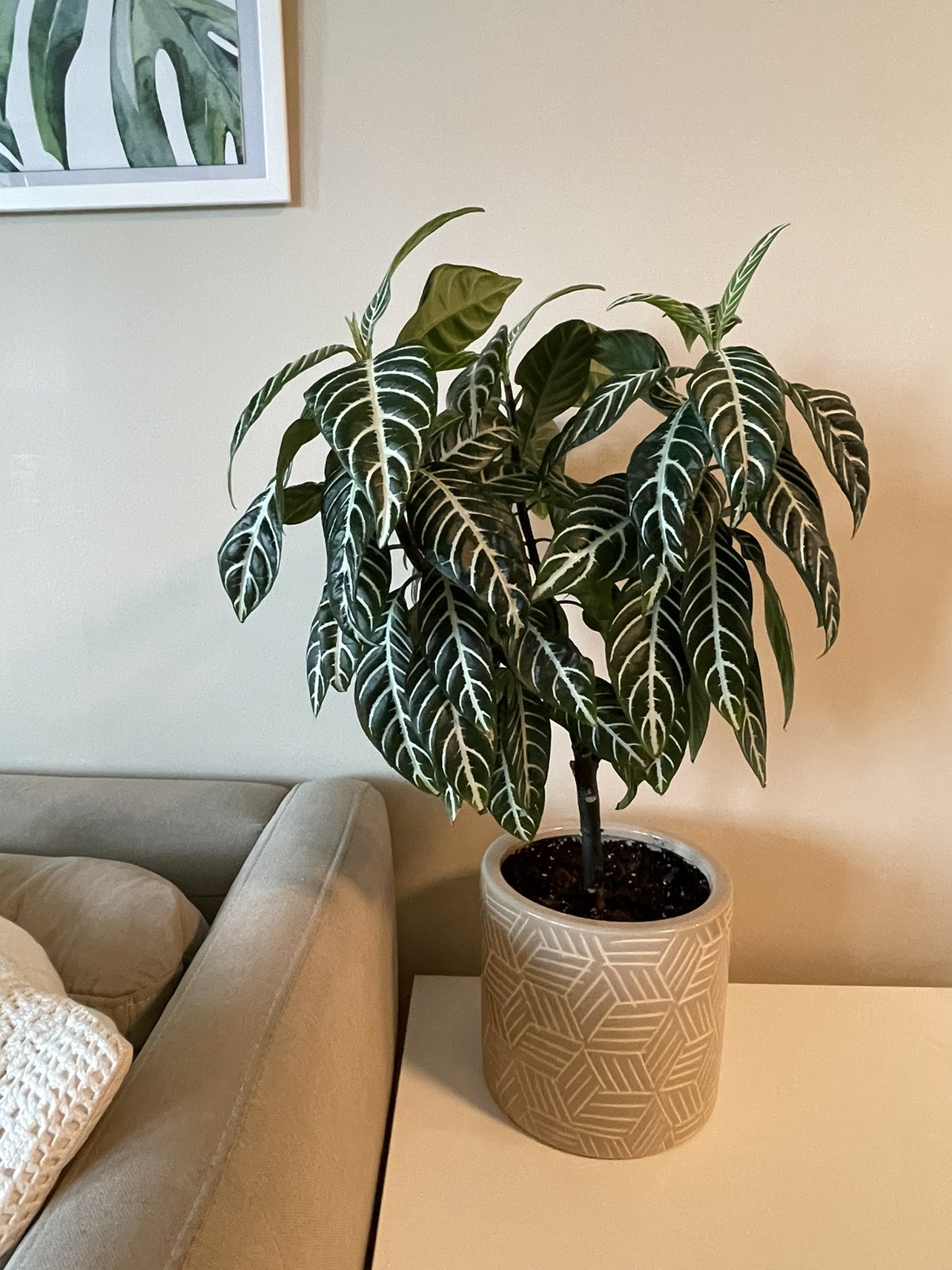 Zebra plant with stand thumbnail