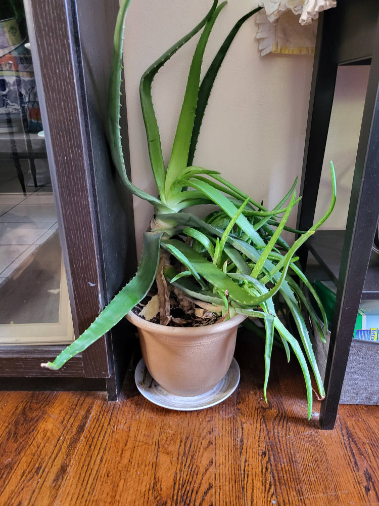 Healthy Aloe Plant For Free #freecycle thumbnail