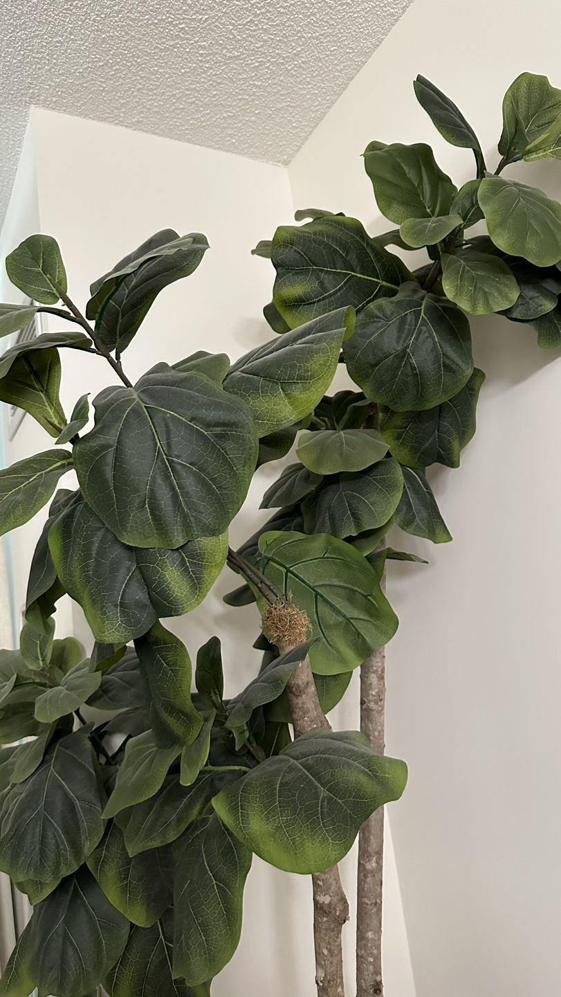 Tall Artificial Fiddle Leaf - photo 2